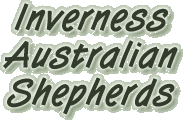 Inverness Australian Shepherds